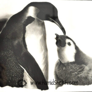 سیاه قلم پنگوئن ها