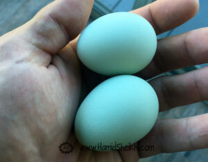 تخم مرغ رنگی
